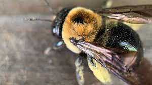Bee Puns